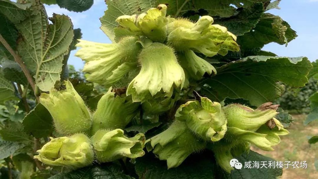 怎样种植榛子_榛子种植技术视频_视频种植榛子技术要点