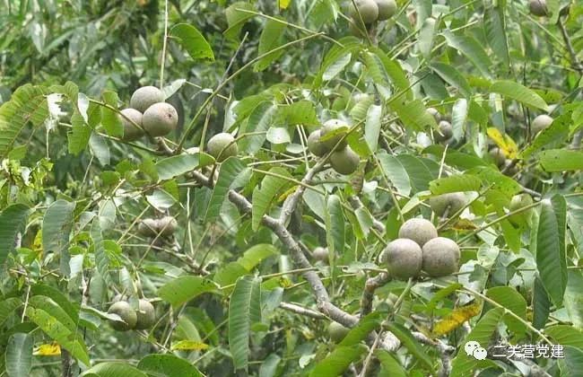 怎样种植榛子_榛子种植技术视频_视频种植榛子技术教程