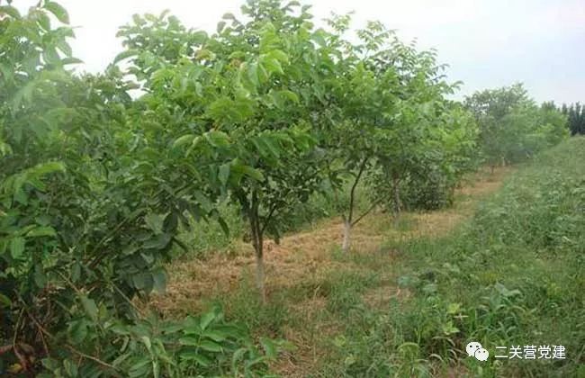 榛子种植技术视频_视频种植榛子技术教程_怎样种植榛子