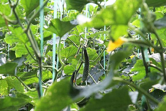 三月蔓种植技术_三月种植什么植物_三月种植花