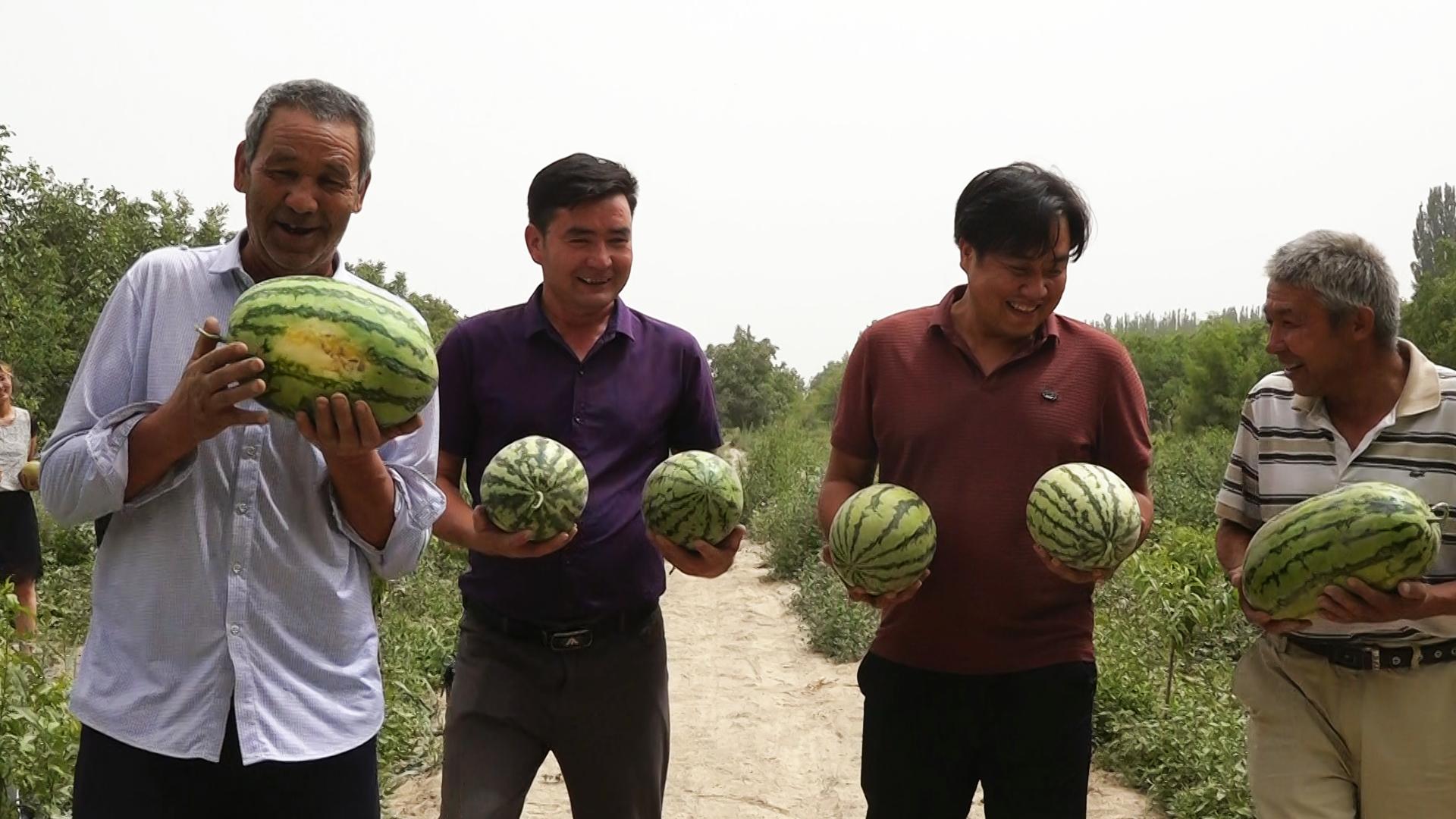 西瓜种植致富经_西瓜种植铺就致富路_致富经西瓜种植全视频