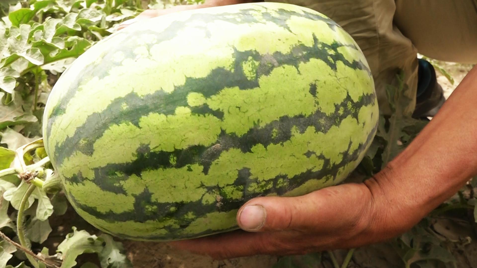 致富经西瓜种植全视频_西瓜种植铺就致富路_西瓜种植致富经