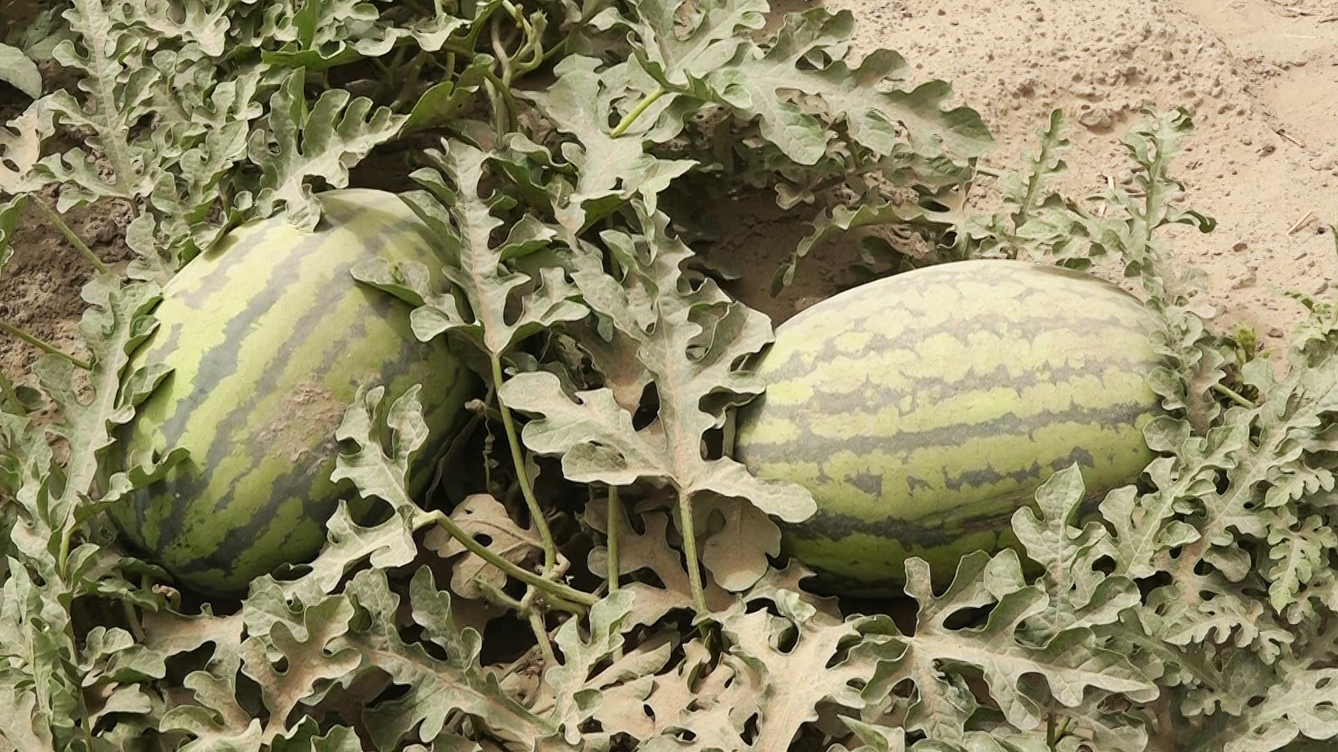 致富经西瓜种植全视频_西瓜种植铺就致富路_西瓜种植致富经