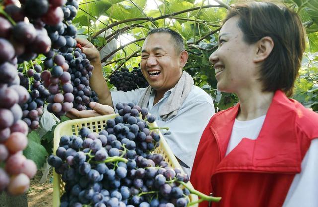 河南尉氏：小葡萄串起村民致富梦