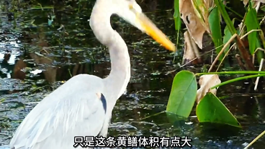 【视频】灰鹭大战黄鳝（上）