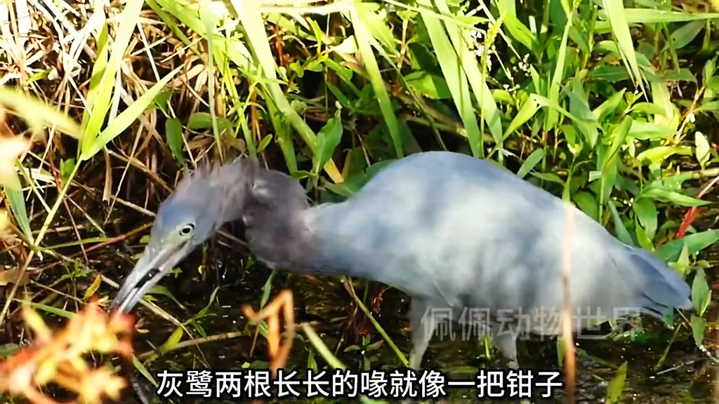 黄鳝养殖技术视频资料_黄鳝养殖技术视频教程_农广天地养殖黄鳝技术视频一