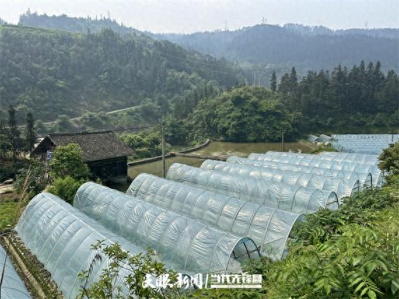 榕江高岜：西瓜种植有甜头 群众致富有奔头