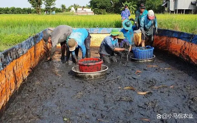 水池养殖黄鳝技术视频_池塘养殖黄鳝的技术视频_水池养黄鳝是怎么样的