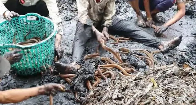 池塘养殖黄鳝的技术视频_水池养黄鳝是怎么样的_水池养殖黄鳝技术视频