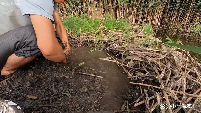 水池养黄鳝是怎么样的_池塘养殖黄鳝的技术视频_水池养殖黄鳝技术视频