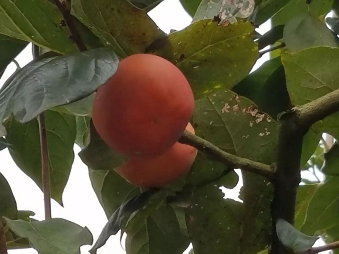 种植脆柿子能赚钱吗_脆柿子种植致富_脆柿子种植条件