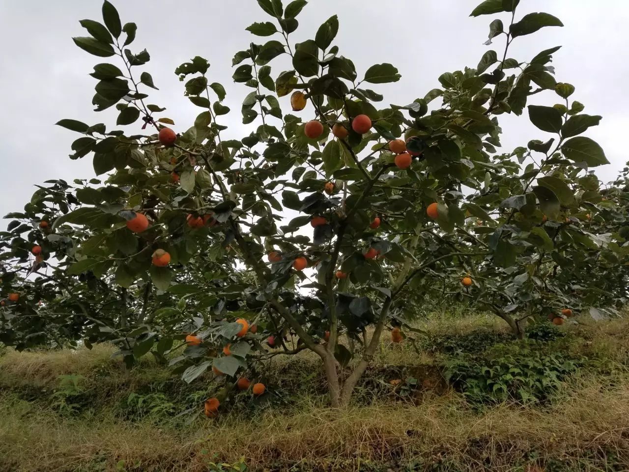 脆柿子种植条件_种植脆柿子能赚钱吗_脆柿子种植致富