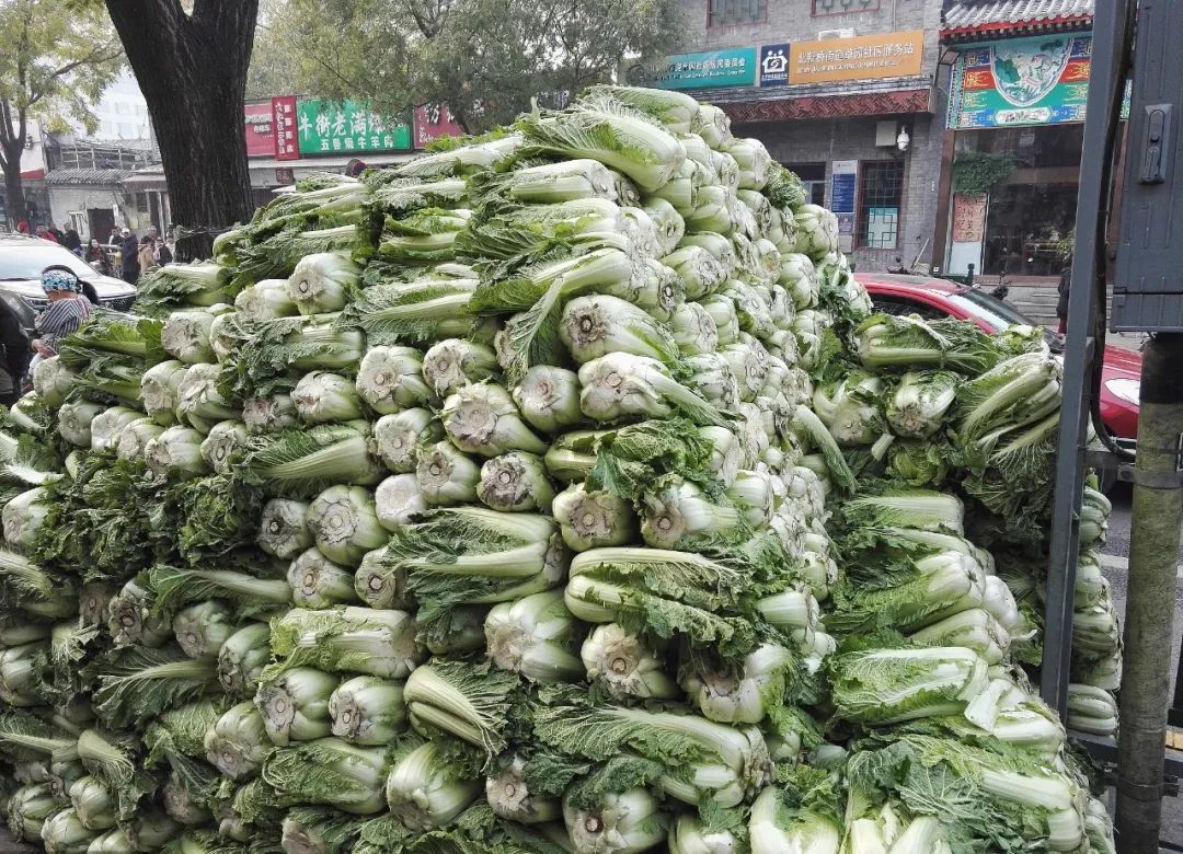 白菜东北种植技术大全视频_东北大白菜的种植技术_东北白菜怎么种植方法视频