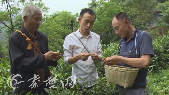 茶包装致富经_三角茶包和普通茶包_致富钱包是真是假