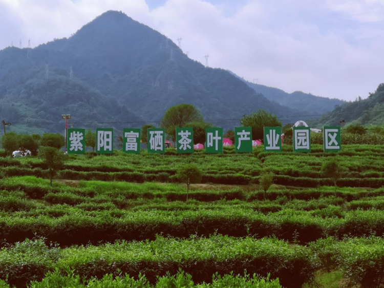 安康紫阳县：富硒茶藏着致富经