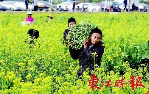 广西菜心种植技术视频_广西能种养心菜吗_广东菜心种植技术视频