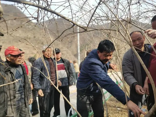 三门峡：连翘管理季 专家指导忙