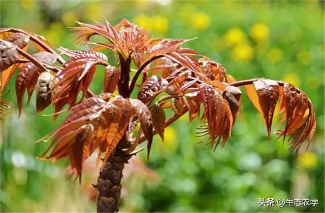 香椿栽种行距株距是多少米_香椿种植技术距离_香椿种植株距是多少