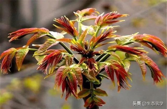 香椿种植技术距离_香椿栽种行距株距是多少米_香椿种植株距是多少