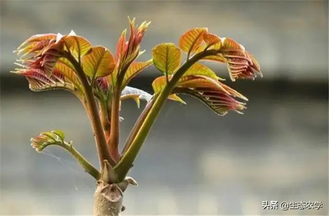 香椿种植技术距离_香椿栽种行距株距是多少米_香椿种植株距是多少