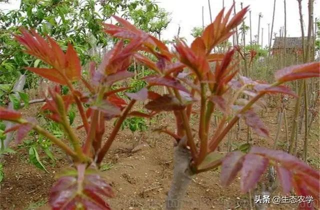 香椿种植技术距离_香椿栽种行距株距是多少米_香椿种植株距是多少