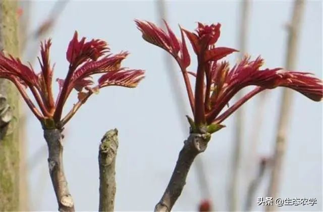 香椿栽种行距株距是多少米_香椿种植株距是多少_香椿种植技术距离