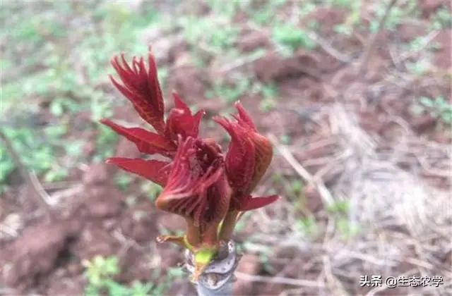 香椿种植株距是多少_香椿栽种行距株距是多少米_香椿种植技术距离