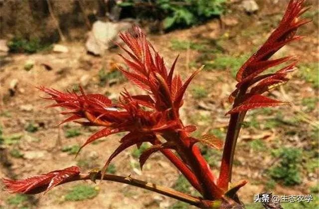 香椿种植技术距离_香椿栽种行距株距是多少米_香椿种植株距是多少