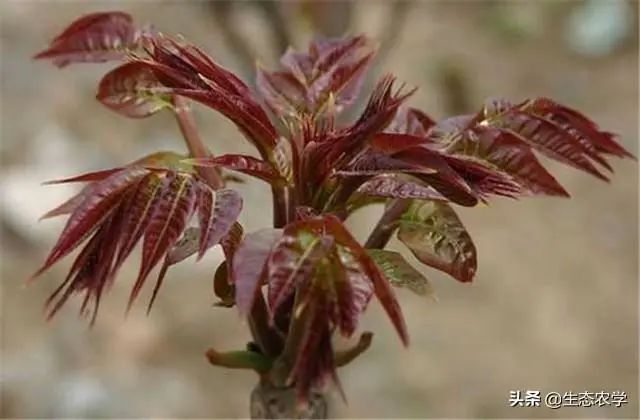 香椿栽种行距株距是多少米_香椿种植株距是多少_香椿种植技术距离