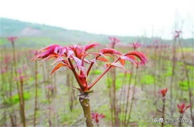 香椿种植株距是多少_香椿种植技术距离_香椿栽种行距株距是多少米