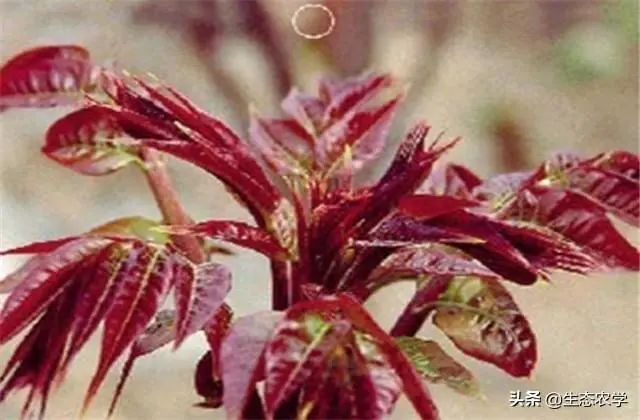 香椿种植株距是多少_香椿种植技术距离_香椿栽种行距株距是多少米