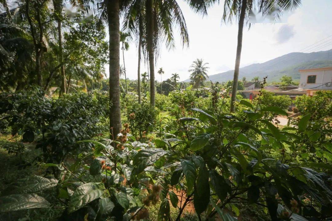 致富经茶叶_茶包装致富经_代用茶包装机