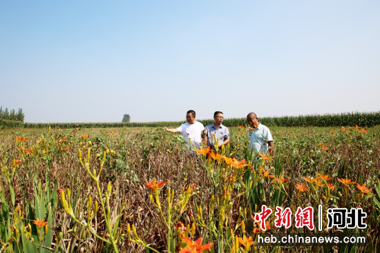 图为裴铁权和种植户在射干种植田研究种植管理技术。 刘巨雷 摄