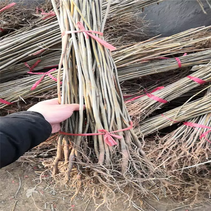 大棚红油香椿苗批发 短枝多头香椿树苗优点 大棚香椿种植技术