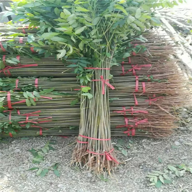 香椿株距_香椿种植技术距离_香椿苗栽培距离多少远