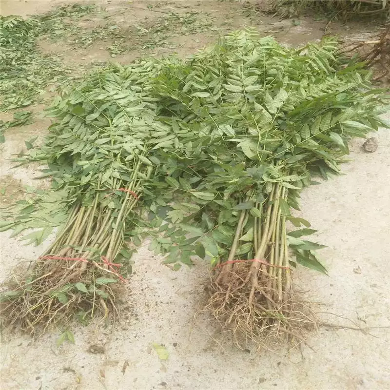 香椿株距_香椿苗栽培距离多少远_香椿种植技术距离