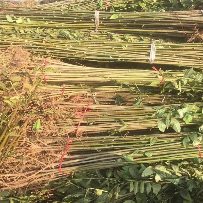 香椿苗栽培距离多少远_香椿株距_香椿种植技术距离