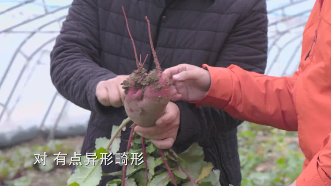 大棚凤梨种植技术_大棚凤梨怎么种植_大棚种植凤梨技术视频