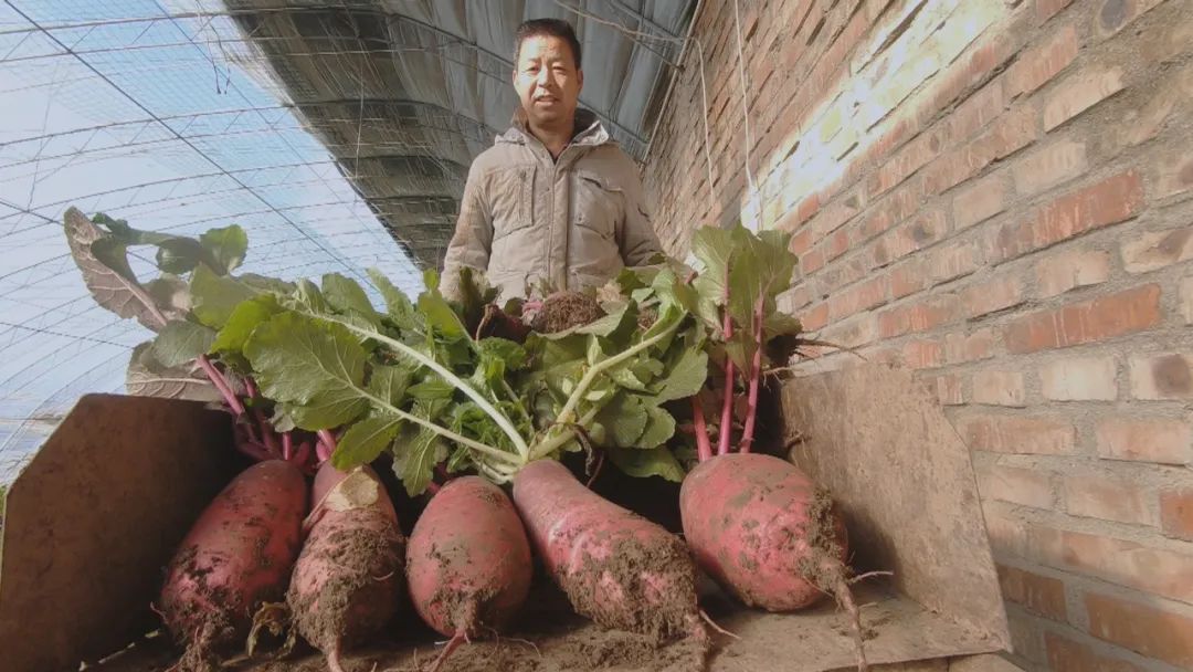 大棚凤梨怎么种植_大棚凤梨种植技术_大棚种植凤梨技术视频