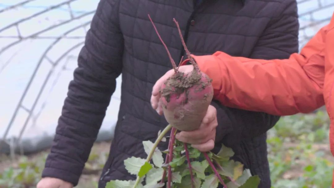 大棚凤梨怎么种植_大棚种植凤梨技术视频_大棚凤梨种植技术