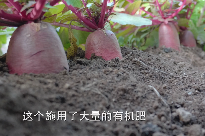 大棚种植凤梨技术视频_大棚凤梨怎么种植_大棚凤梨种植技术