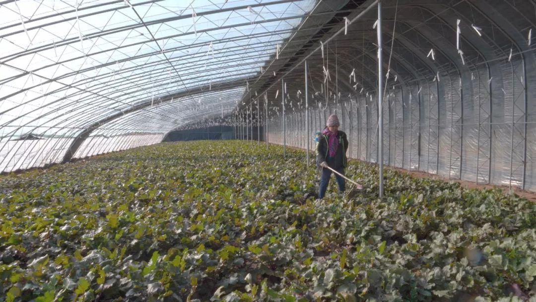 大棚凤梨怎么种植_大棚种植凤梨技术视频_大棚凤梨种植技术