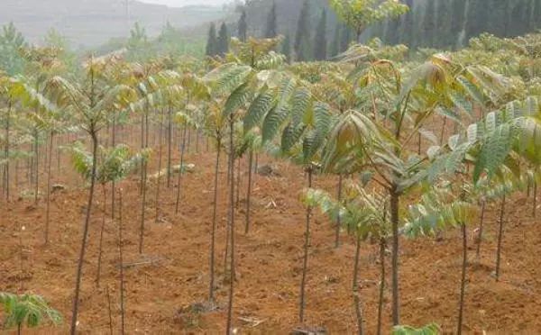 香椿栽种行距株距是多少米_香椿种植技术距离_香椿种植距离多少