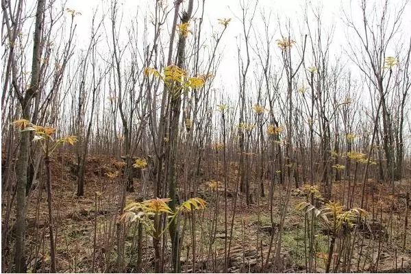 香椿种植技术距离_香椿栽种行距株距是多少米_香椿种植距离多少