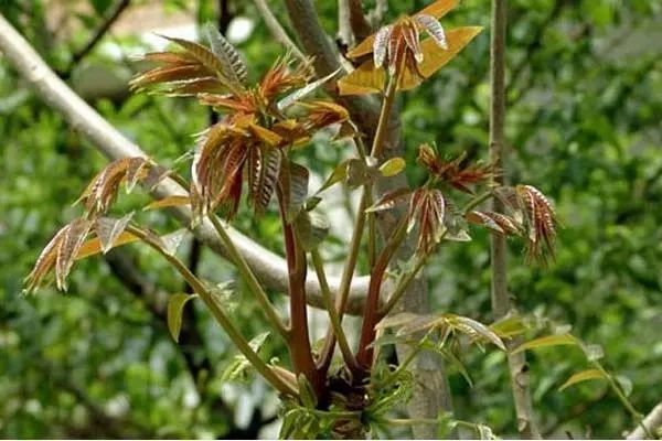 香椿种植技术距离_香椿种植距离多少_香椿栽种行距株距是多少米