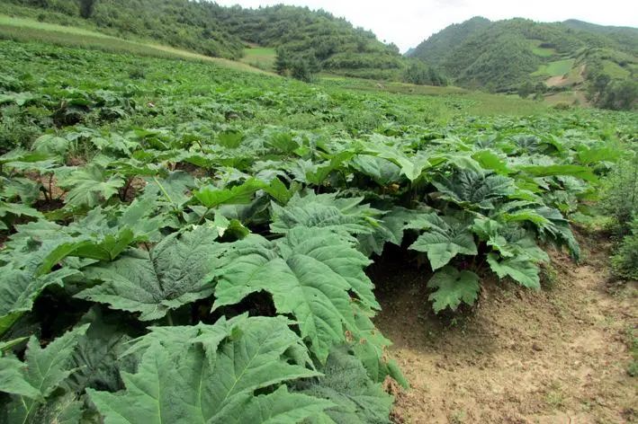 农村种植药材致富项目_药材种植的致富带头人_农业种植致富项目 中药材