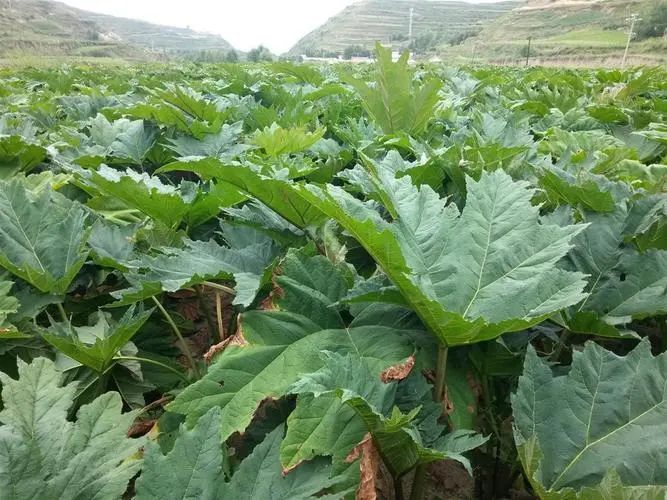 农村种植药材致富项目_农业种植致富项目 中药材_药材种植的致富带头人