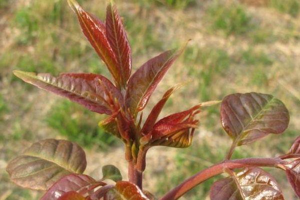 香椿种植技术距离_香椿株距_香椿种植株距是多少