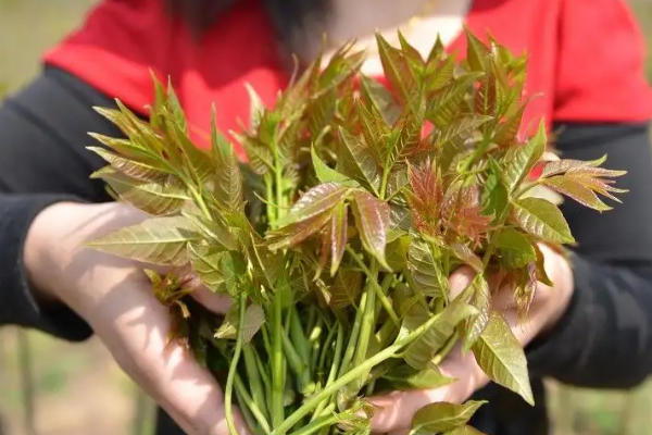 香椿株距_香椿种植技术距离_香椿种植株距是多少