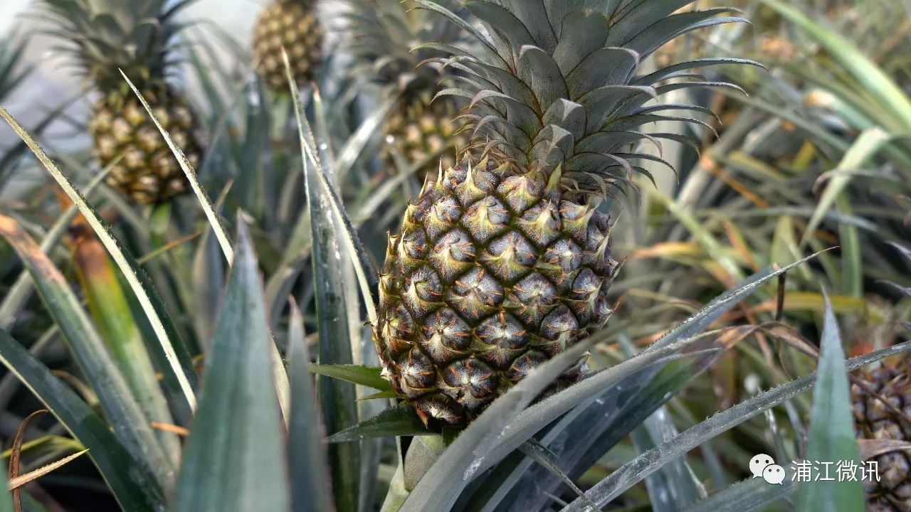 大棚种植凤梨技术视频_大棚凤梨怎么种植_大棚凤梨种植技术